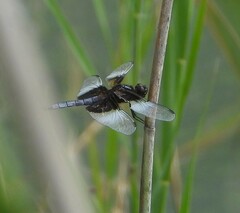 Libellula luctuosa