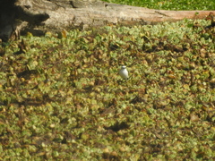 Fluvicola albiventer