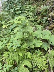 Athyrium filix-femina