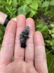 Xylaria polymorpha
