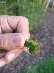 Dryocosmus minusculus