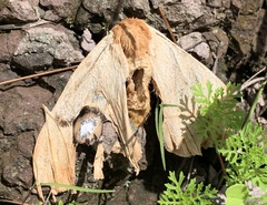 Automeris randa
