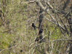 Chrysomus ruficapillus