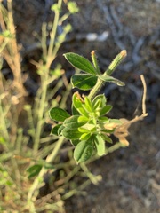 Genista monspessulana