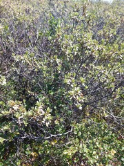 Rhododendron parvifolium