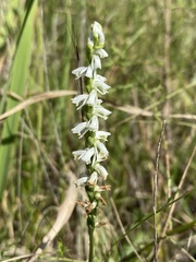 Spiranthes lacera