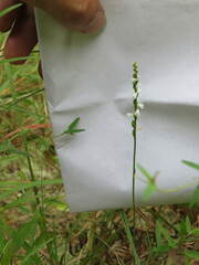 Spiranthes tuberosa