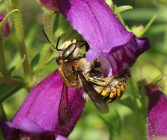 Anthidium manicatum