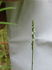 Spiranthes tuberosa