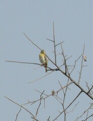 Ploceus velatus