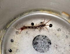 Lithobius forficatus