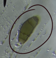 Dothideomycetes