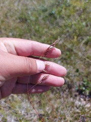 Festuca