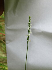 Spiranthes tuberosa