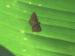 Polygrammodes eleuata