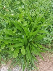 Plantago lanceolata
