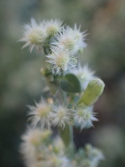 Galium parishii