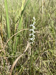 Spiranthes lacera