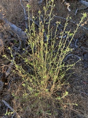 Genista monspessulana