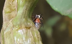 Cyphonia trifida