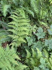 Dryopteris expansa