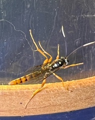 Cratichneumon