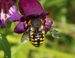 Anthidium manicatum