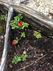 Vaccinium vitis-idaea
