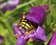 Anthidium manicatum