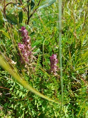 Pedicularis verticillata