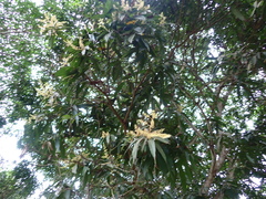 Melaleuca leucadendra