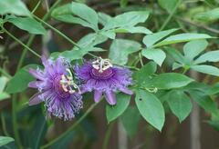 Passiflora incarnata × cincinnata