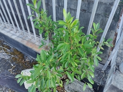 Ficus obliqua