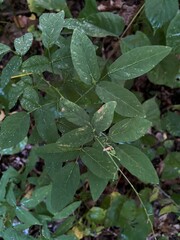 Desmodium paniculatum