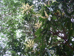 Melaleuca leucadendra