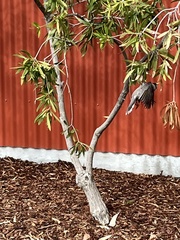 Manorina melanocephala