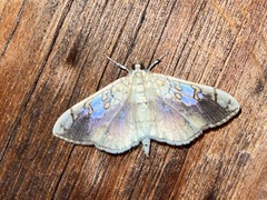 Pantographa limata