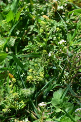 Rorippa