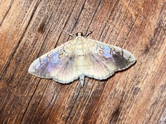 Pantographa limata