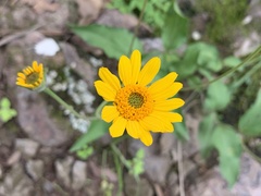 Lasianthaea podocephala