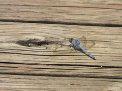 Erythemis simplicicollis