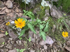 Lasianthaea podocephala