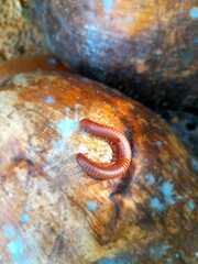 Trigoniulus corallinus