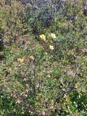 Dasiphora fruticosa