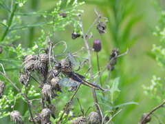Libellula luctuosa