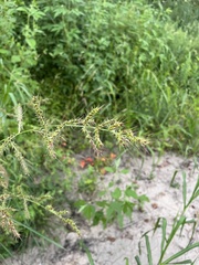Echinochloa muricata