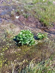 Caltha palustris