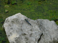 Erythemis simplicicollis