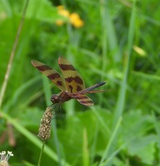 Celithemis eponina