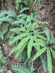 Adiantum aleuticum
